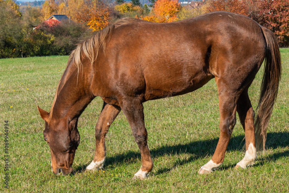 Obraz premium Single horse grazing on a pasture