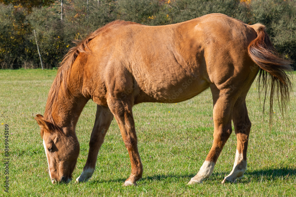 Fototapeta premium Single horse grazing on a pasture