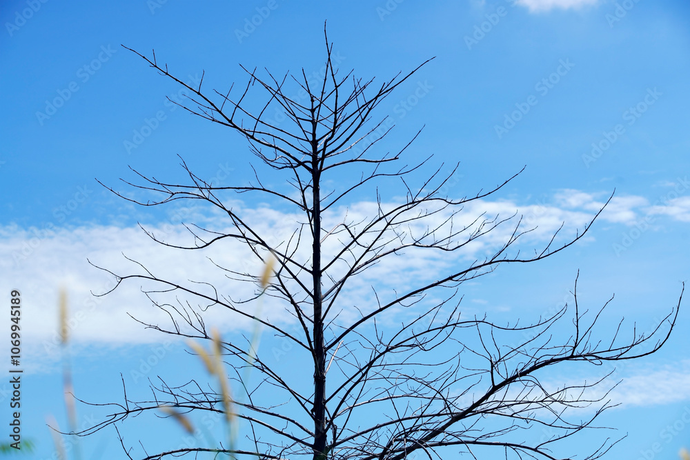 Bare Tree Silhouette Against Blue Sky Bare Tree Silhouette Against Blue Sky