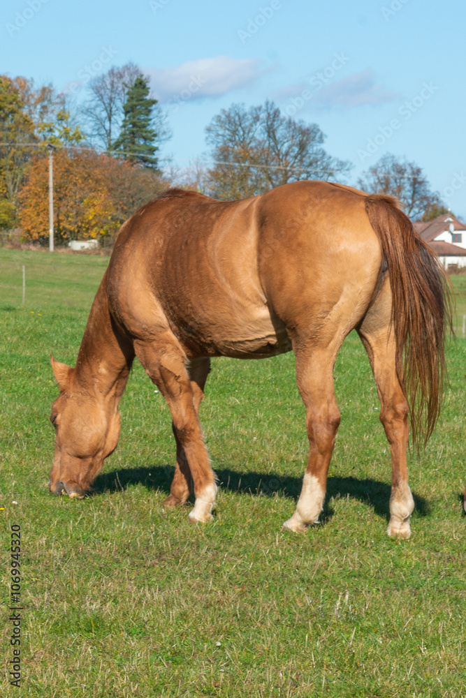 Single horse grazing on a pasture Single horse grazing on a pasture