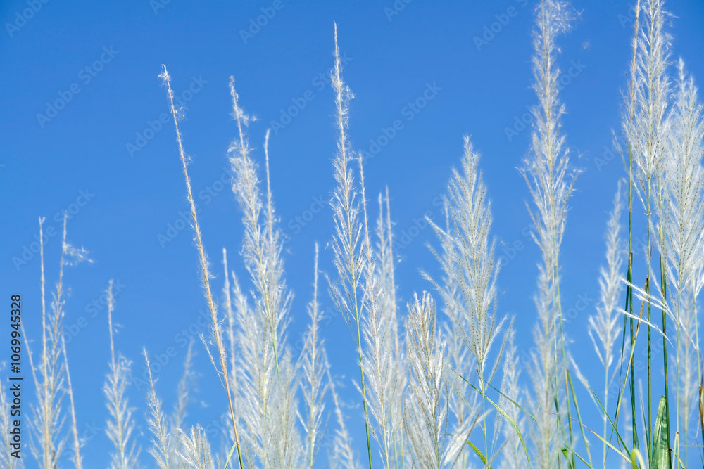 Fototapeta premium White Grass Against Clear Blue Sky