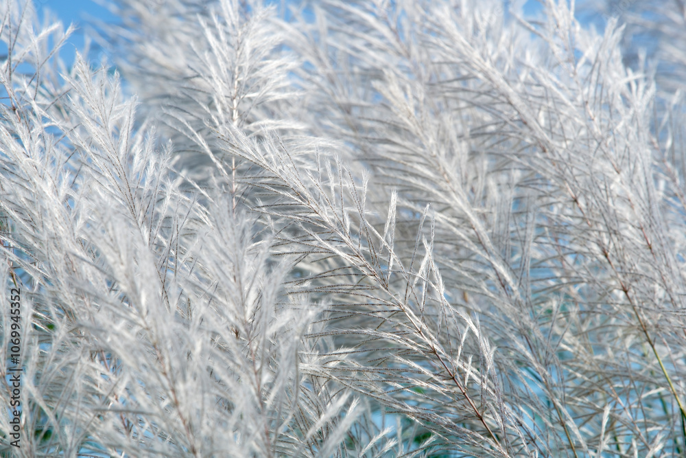 Delicate Silver Grass Swaying in Gentle Breeze Delicate Silver Grass Swaying in Gentle Breeze