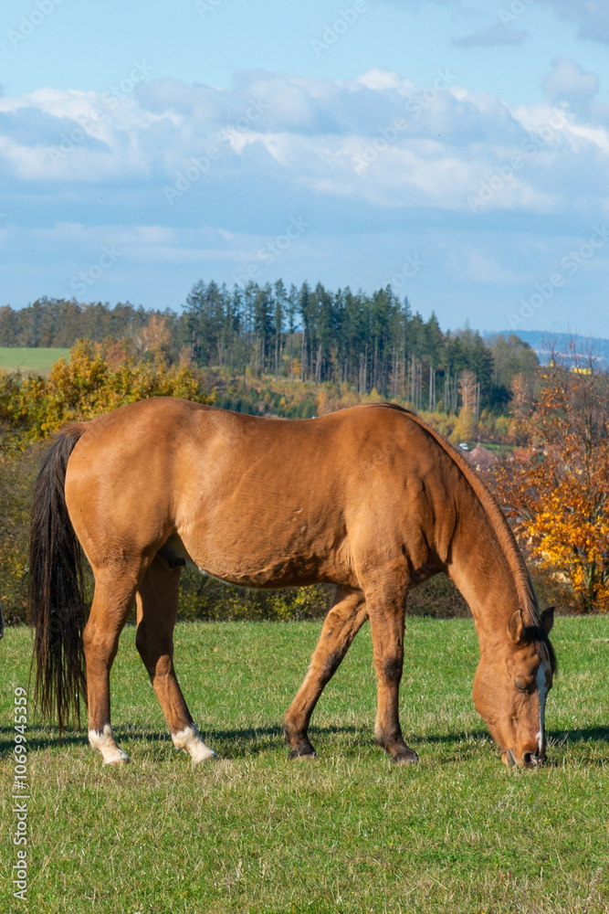 Fototapeta premium Single horse grazing on a pasture