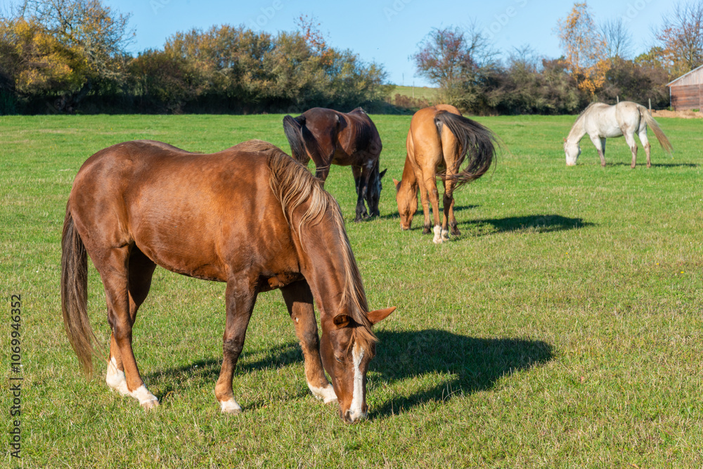 Horses on a pasture during autumn Horses on a pasture during autumn