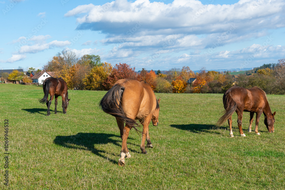 Obraz premium Horses on a pasture during autumn
