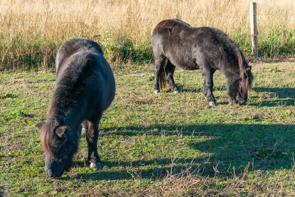 Pony horses grazing on a pasture