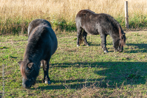 Obraz na płótnie Pony horses grazing on a pasture w salonie