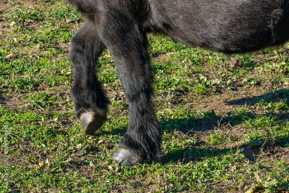 detail of a hoof of Shetland pony