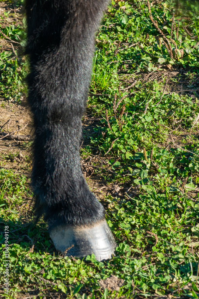 detail of a hoof of Shetland pony