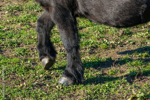 Obraz na płótnie detail of a hoof of Shetland pony w salonie
