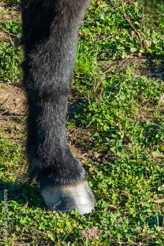 Obraz na płótnie detail of a hoof of Shetland pony w salonie