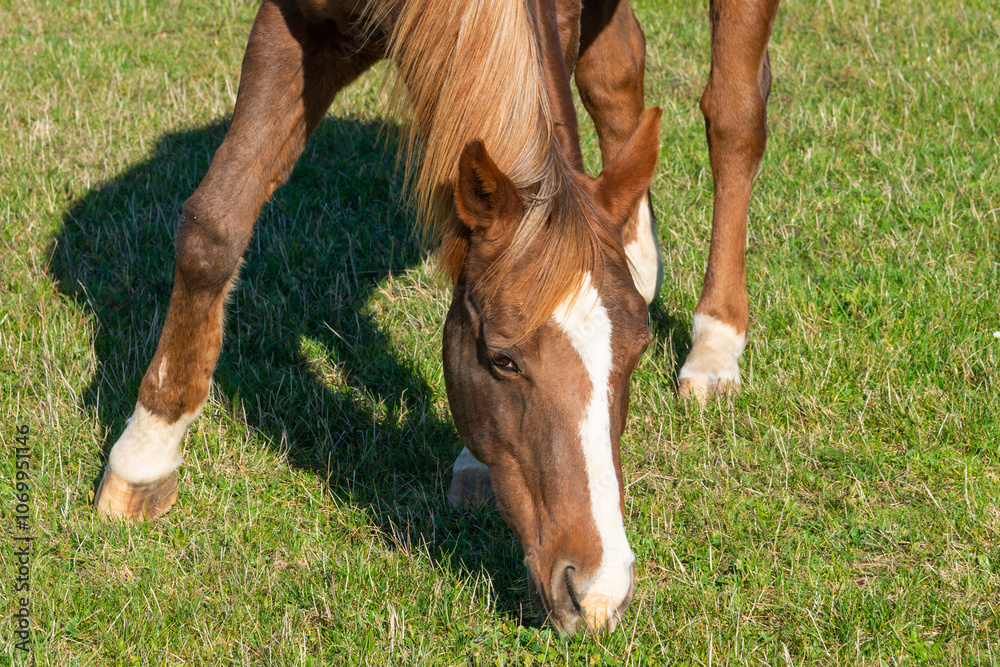 Obraz premium Detail of a brown horse grazing on pasture