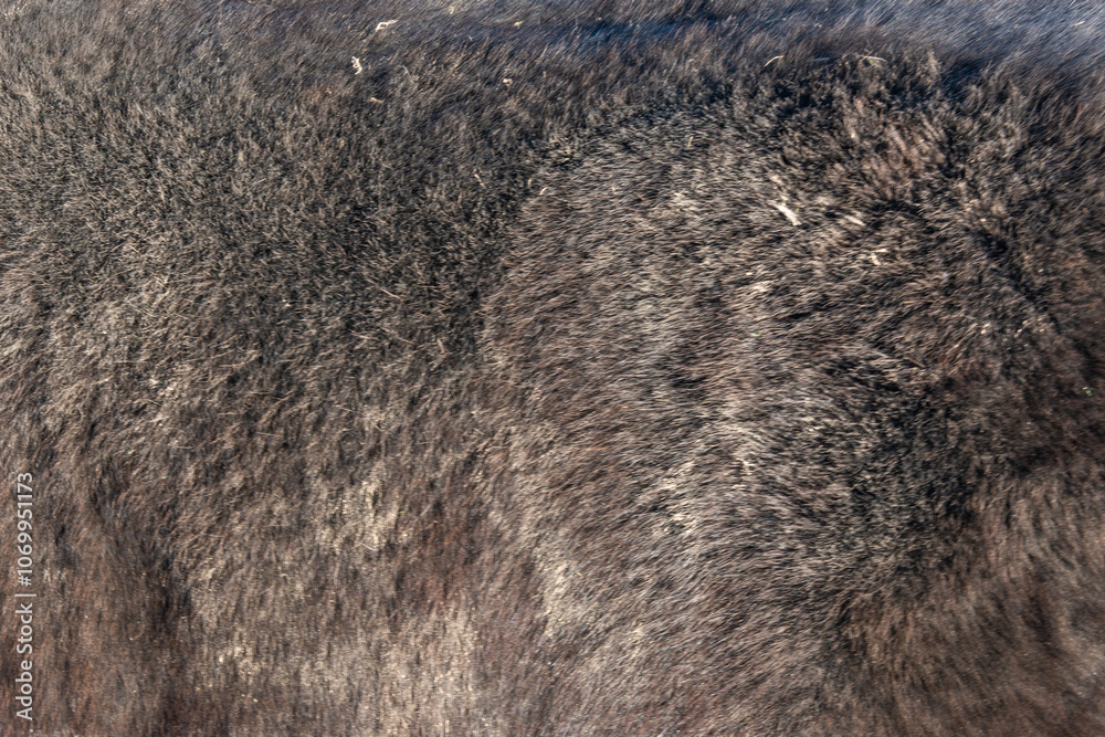Obraz premium Close-up of fur of pony horse