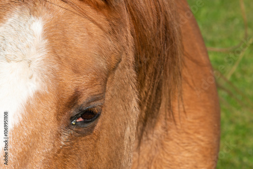 Detail of a brown horse grazing on pasture