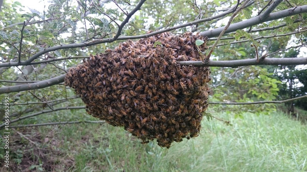 96)Request for removal of Western honey bee ball(Photo taken at 11:50 on july 22, 2015)apis mellifera 96)Request for removal of Western honey bee ball(Photo taken at 11:50 on july 22, 2015)apis mellifera