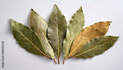 Whole dried bay leaves arranged in a golden ratio swirl on a white background.