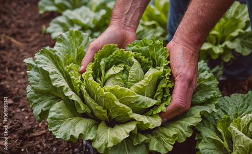 Person is holding a large head of lettuce photo