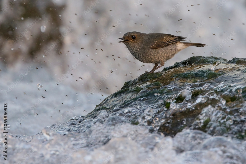 Plumbeous Water Redstart (Rhyacornis fuliginosa), female on a rock in the River Kosi, catching flies, Uttarakhand, India. Plumbeous Water Redstart (Rhyacornis fuliginosa), female on a rock in the River Kosi, catching flies, Uttarakhand, India.