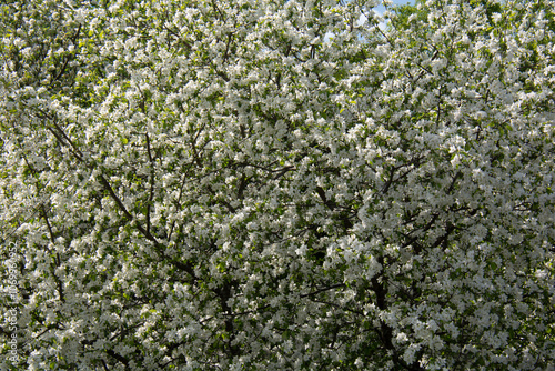 Spring. Beautiful snow-white blossoming apple tree. Suitable for creating a background.