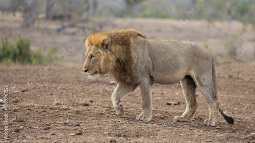 a mature male lion portrait 