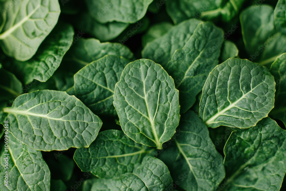 Fototapeta premium Fresh green kale leaves with deep textures and vibrant colors create lush, healthy backdrop. intricate patterns on leaves add visual interest and sense of vitality