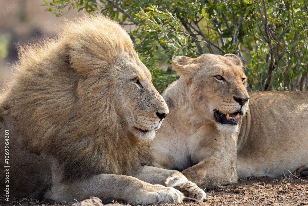 Obraz premium a pair of mating lions together
