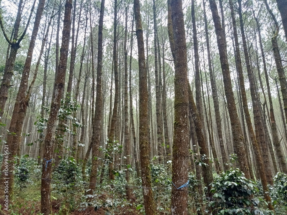 Fototapeta premium Trees in the Green Forest