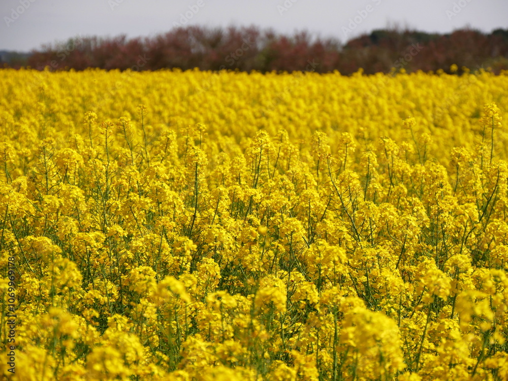 vibrant yellow flowers in rapeseed field in springtime in France. Brassica napus agriculture field. Farm landscape. canola flowers vibrant yellow flowers in rapeseed field in springtime in France. Brassica napus agriculture field. Farm landscape. canola flowers