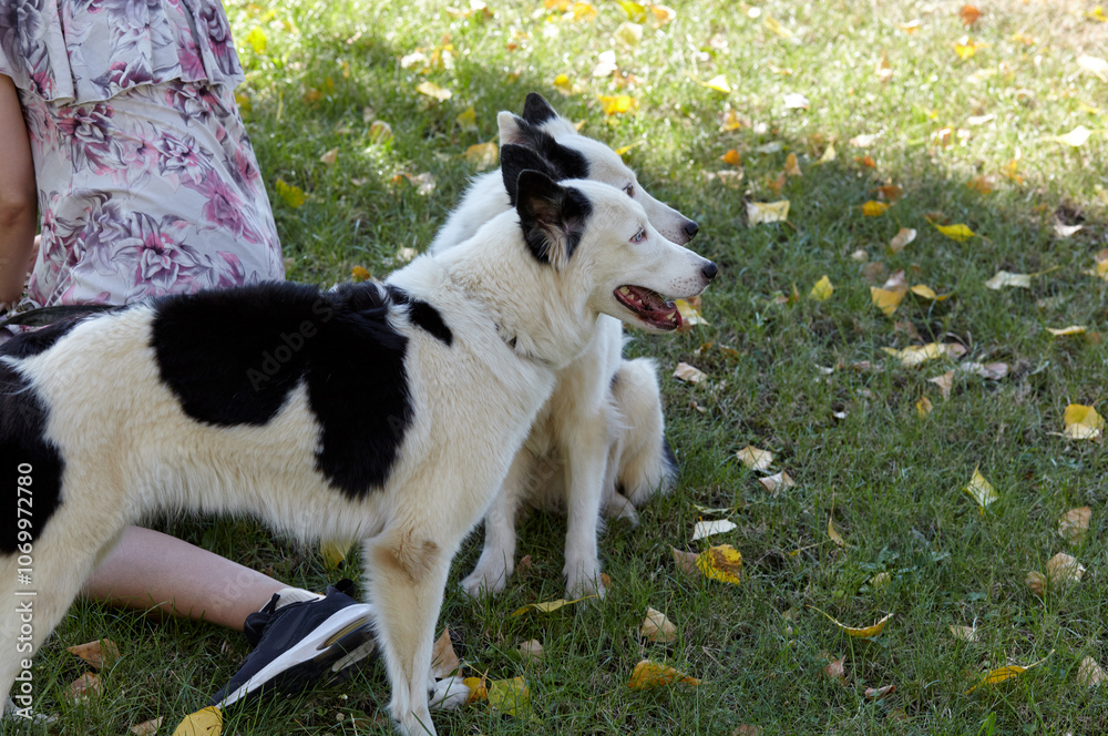 Fototapeta premium Owner plays with a siberian laika dog in autumn park. Friendship of a dog and a woman