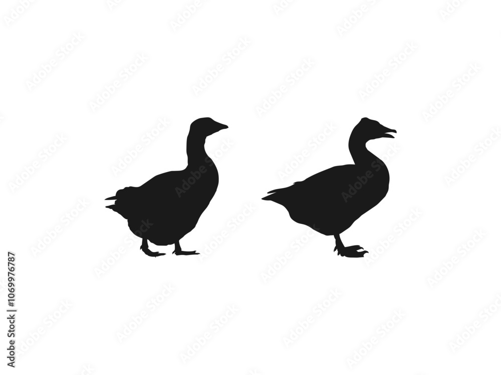 black duck, Collection of Goose silhouettes set. Goose Silhouette Vector Illustration Wildlife Clipart. Simple black and white flat design. Black icons isolated on white background. black duck, Collection of Goose silhouettes set. Goose Silhouette Vector Illustration Wildlife Clipart. Simple black and white flat design. Black icons isolated on white background.