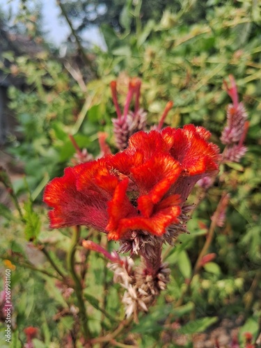 The Red Celosia Argentea, also known as Cockscomb,