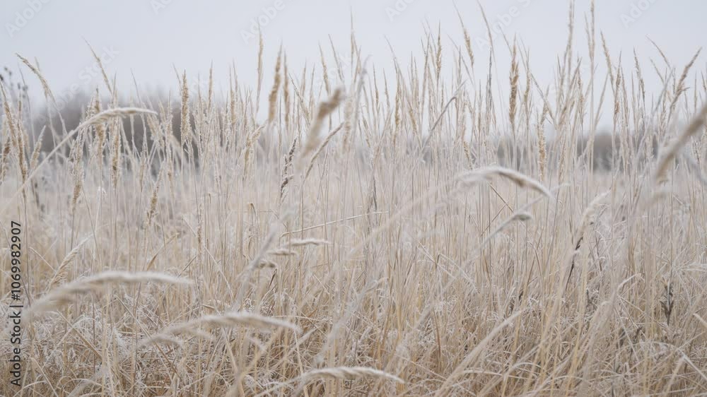 The winter background is dry frozen grass in the morning hoarfrost in cloudy weather. Winter silence. Selective focus. The winter background is dry frozen grass in the morning hoarfrost in cloudy weather. Winter silence. Selective focus.
