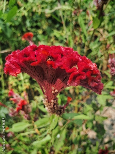 The beautiful Red Celosia Argentea, commonly known as Cockscomb, showcases stunning, vibrant red plume-like flowers. 