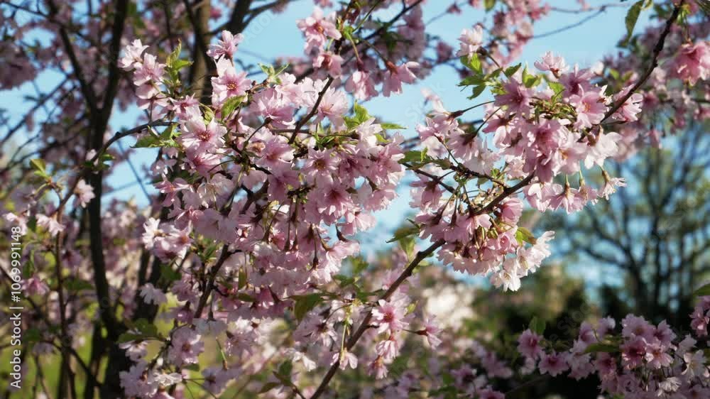 Untitled ProjectBeautiful Pink Cherry Blossoms Swaying in Spring Breeze, Japanese Sakura Tree in Full Bloom. Close-up Natural Background of Delicate Pink Cherry Flower Petals Against Blue Sky Untitled ProjectBeautiful Pink Cherry Blossoms Swaying in Spring Breeze, Japanese Sakura Tree in Full Bloom. Close-up Natural Background of Delicate Pink Cherry Flower Petals Against Blue Sky