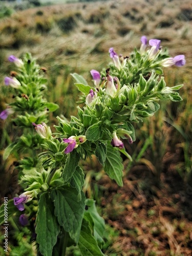 The beautiful purple Anisomeles Indica flower boasts vibrant, deep purple petals that create a striking contrast against its lush green foliage.