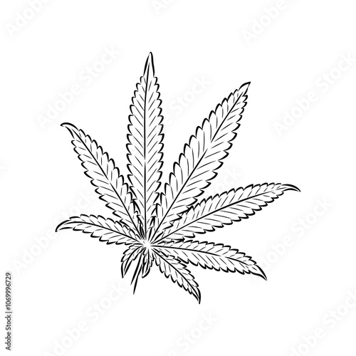 Marijuana plant line art drawing clipart. Cannabis botanical illustration packaging design