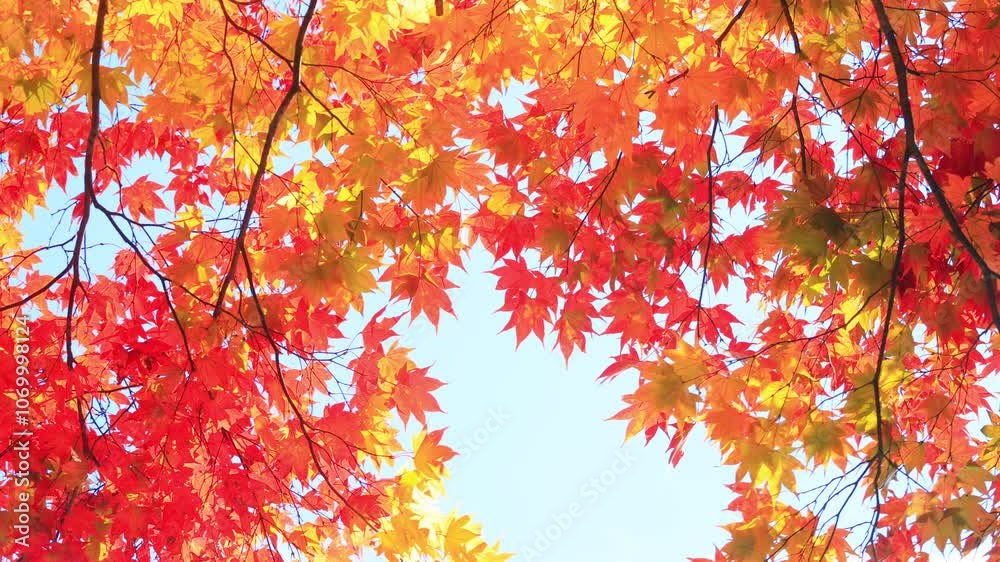 red maple leaves