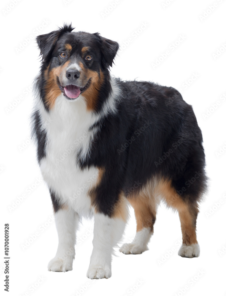 Portrait of a healthy Australian Sheperd Portrait of a healthy Australian Sheperd