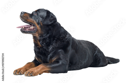 Beautiful relaxed Rottweiler lying down