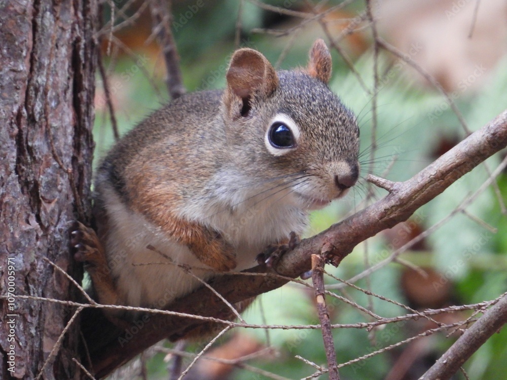 Squirrel on Tree Branch Squirrel on Tree Branch