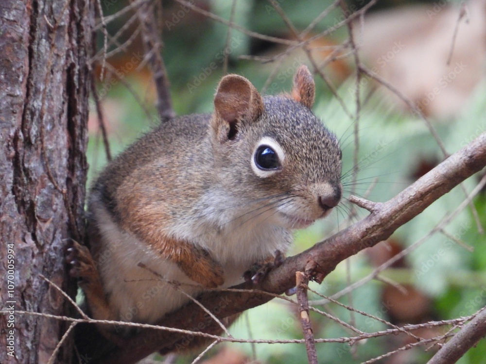 Close-up of a squirrel on a branch in the forest. Close-up of a squirrel on a branch in the forest.