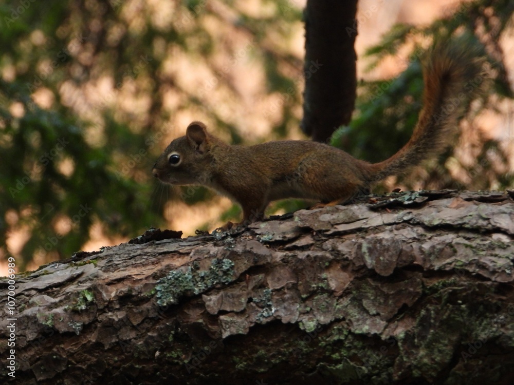 Squirrel on a Tree Branch in Forest Squirrel on a Tree Branch in Forest