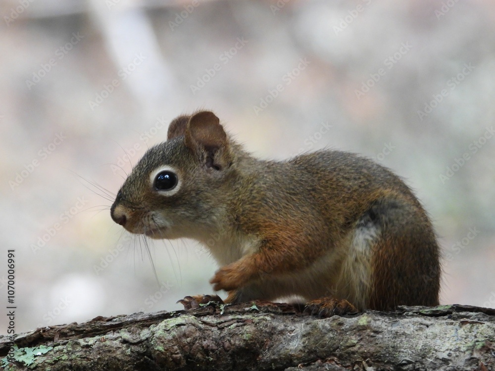 Close-up of a squirrel on a tree branch. Close-up of a squirrel on a tree branch.