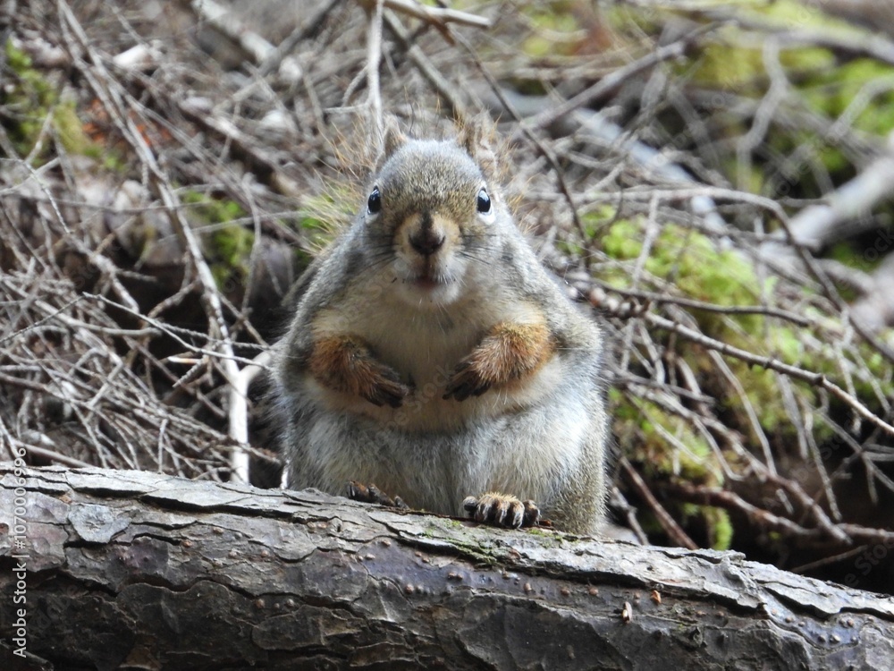 Squirrel on a branch in a forest Squirrel on a branch in a forest