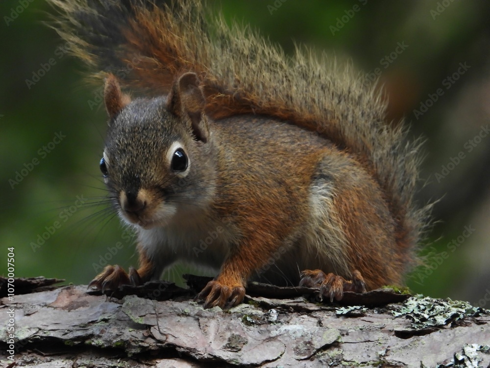 Obraz premium Curious Squirrel on a Tree Branch