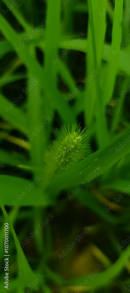 Setaria italica: A Nutritious and Sustainable Foxtail Millet Crop Setaria italica: A Nutritious and Sustainable Foxtail Millet Crop
