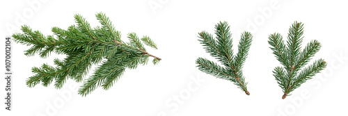 set of A Fir tree branches isolated Christmas green pine branches on transparent background 