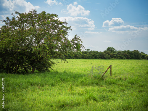 Fototapeta Naklejka Na Ścianę i Meble -  Green meadow in early summer.
