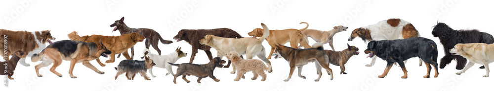 Crowd of different dogs walking and copy space Crowd of different dogs walking and copy space