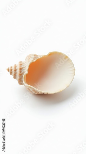 Empty seashell isolated on a white background for natural decor